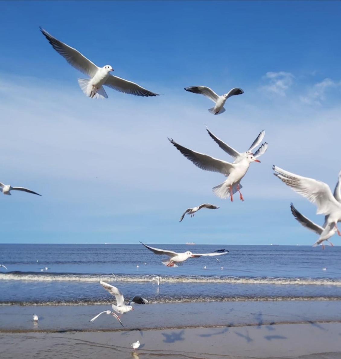 Lange Am Meer Heringsdorf Zewnętrze zdjęcie